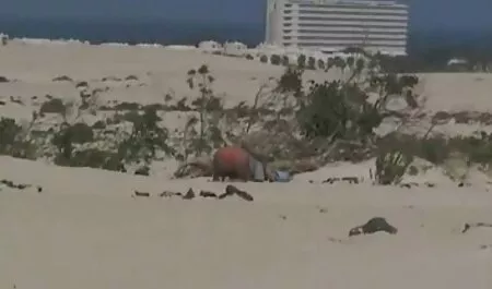 एंजेलिका सेक्सी हिंदी मूवी में बेला 6